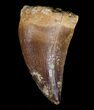 Mosasaur Tooth - Cretaceous Reptile #6517-1